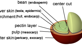 Coffee Processing And What It Means